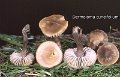 Dermoloma cuneifolium-amf1840
